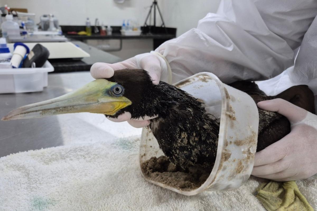 Ave marinha estava presa a um pote plástico de sorvete