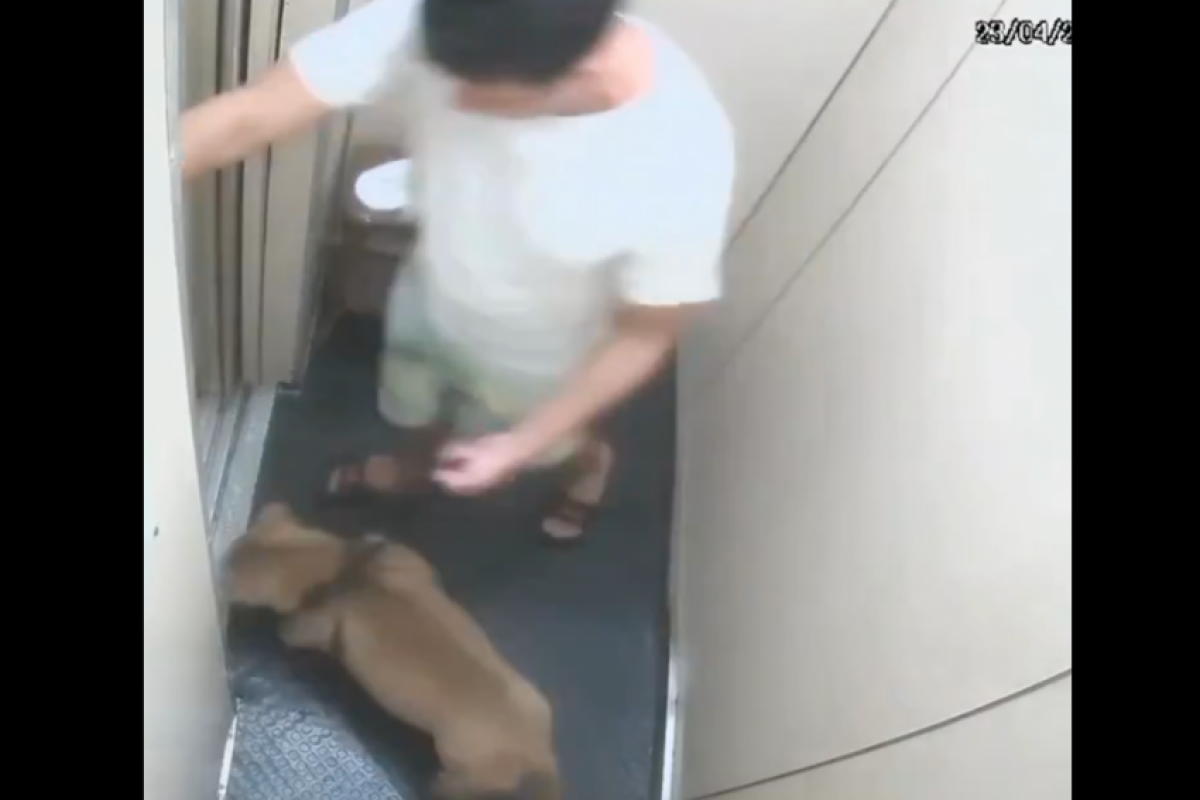 Imagens de câmeras de segurança que registraram o homem caminhando com o animal até a orla e retornando sozinho.