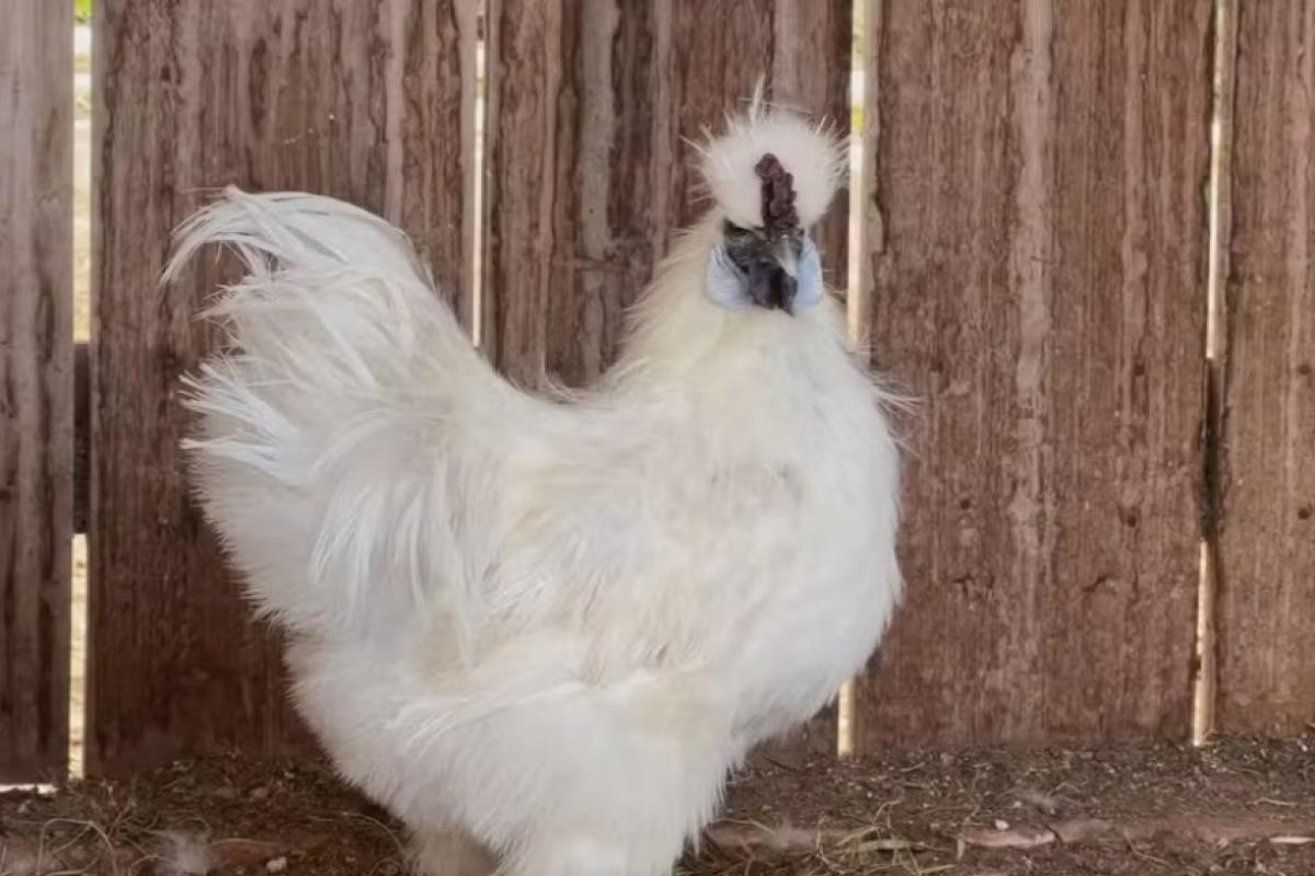 Um suspeito já carregava três aves quando a PM surpreendeu a dupla em ação