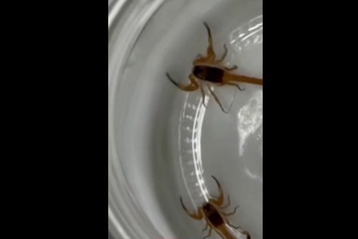 Os aracnídeos foram encontrados na semana passada.