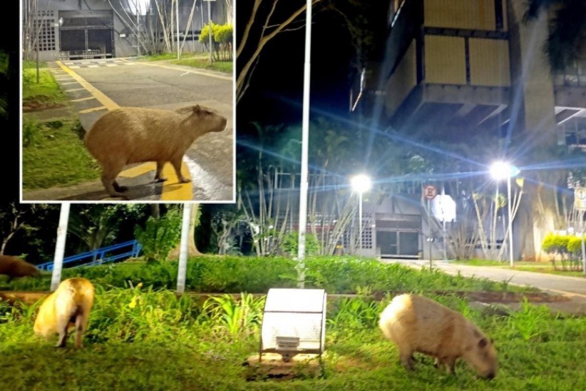 As capivaras foram flagradas durante a madrugada no entorno da prefeitura. 