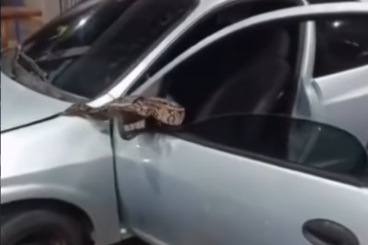 O vídeo publicado nas redes sociais mostra homens tentando retirar o animal.