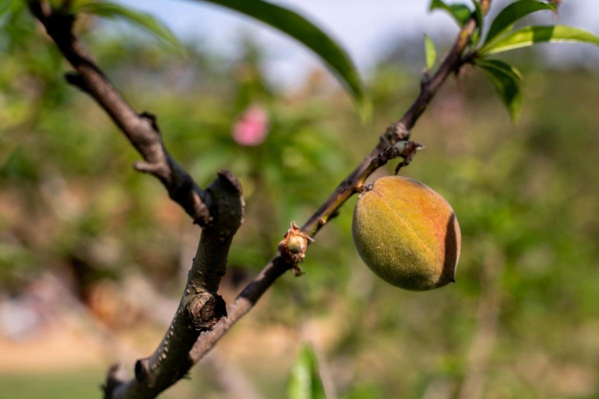 Da poda à florada, do desenvolvimento dos frutos aos cuidados com a lavoura, cada etapa influencia a qualidade da safra.