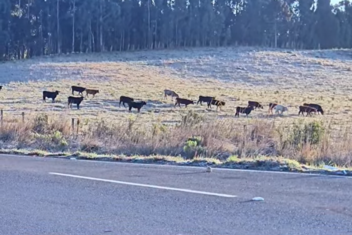 A onda de frio provocou geada e deixou a vegetação coberta por gelo em áreas do planalto catarinense.