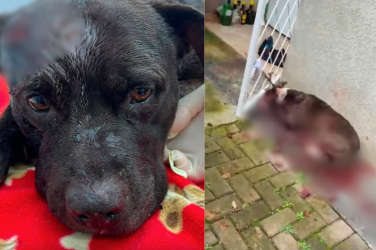 A cadela Athena morreu durante uma cirurgia de emergência, enquanto o cão Tommy sobreviveu e permanece em tratamento.