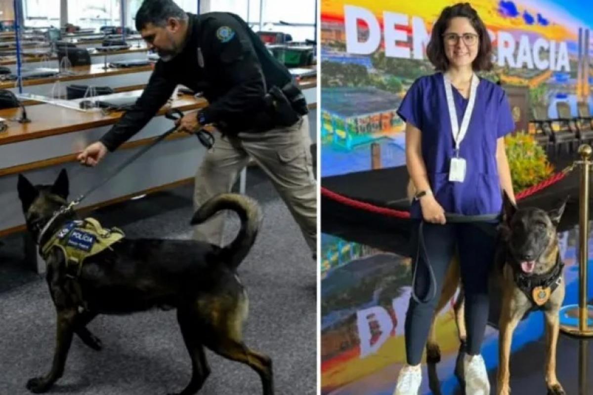 Vitória Valle de Oliveira Pinha, 36, foi atacada por um cão do Senado