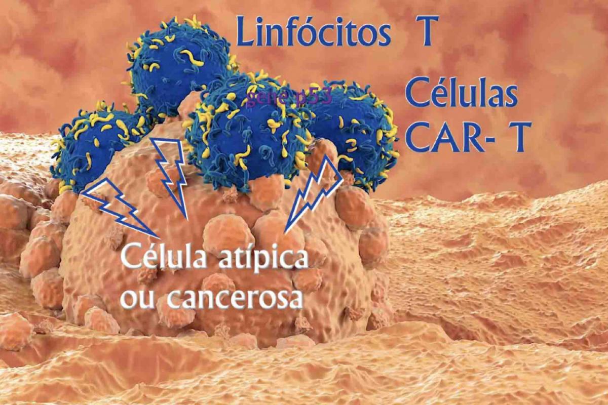 Linfócitos T 