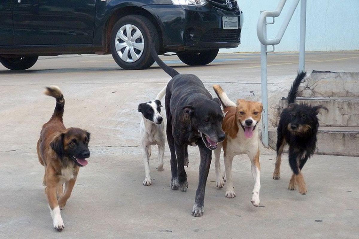 Vereadores querem dados oficiais para orientar castração, vacinação e combate ao abandono