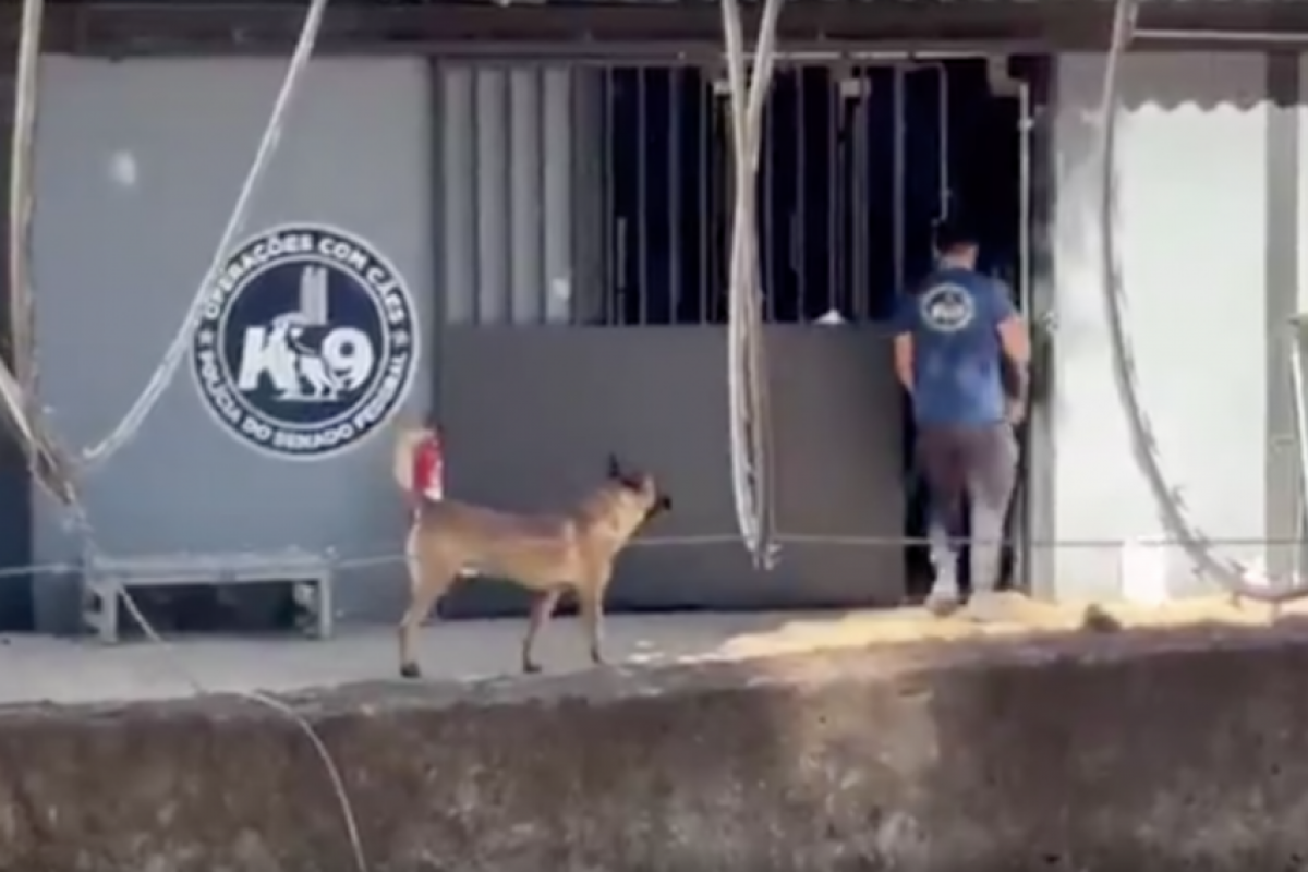 Vitória foi mordida na terça-feira (18), enquanto fazia um atendimento no canil do Senado. 