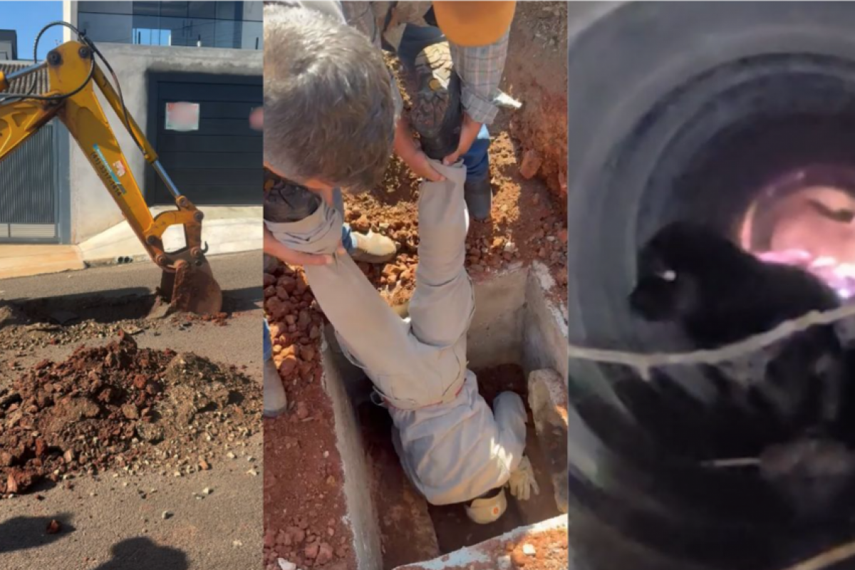 A cachorrinha entrou em uma galeria pluvial no bairro Vila Aymoré e percorreu a tubulação.