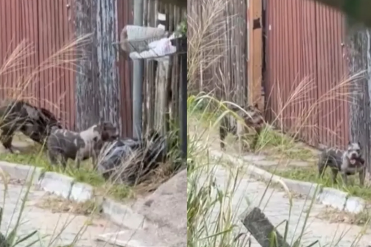 Segundo familiares, ela tentou conter os animais, que estavam soltos na rua e atacavam outros cachorros.