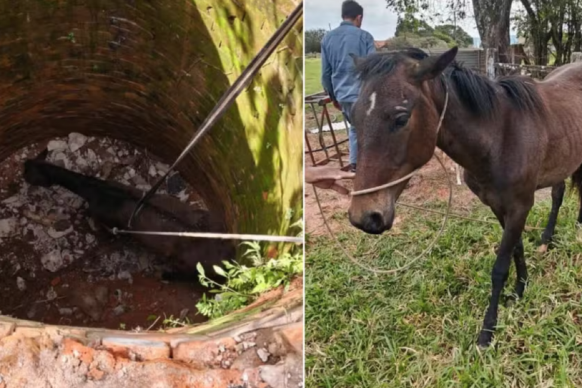A suspeita é de que o animal estivesse pastando quando pisou sobre a cobertura, que cedeu.