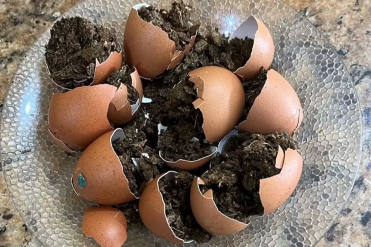 Imagens divulgadas pela secretaria mostram os ovos quebrados e a substância escondida em seu interior.