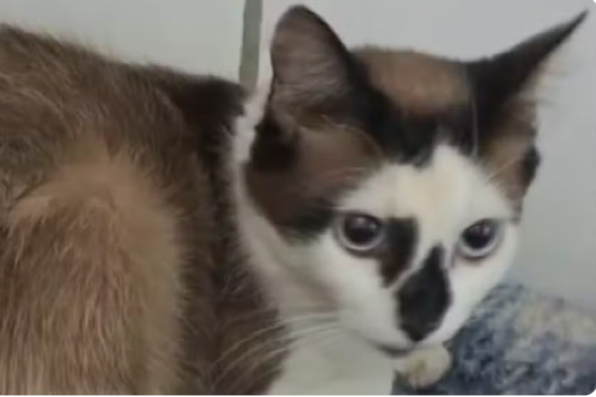 Os tutores dos animais recebiam R$ 50 por gato levado para a coleta.