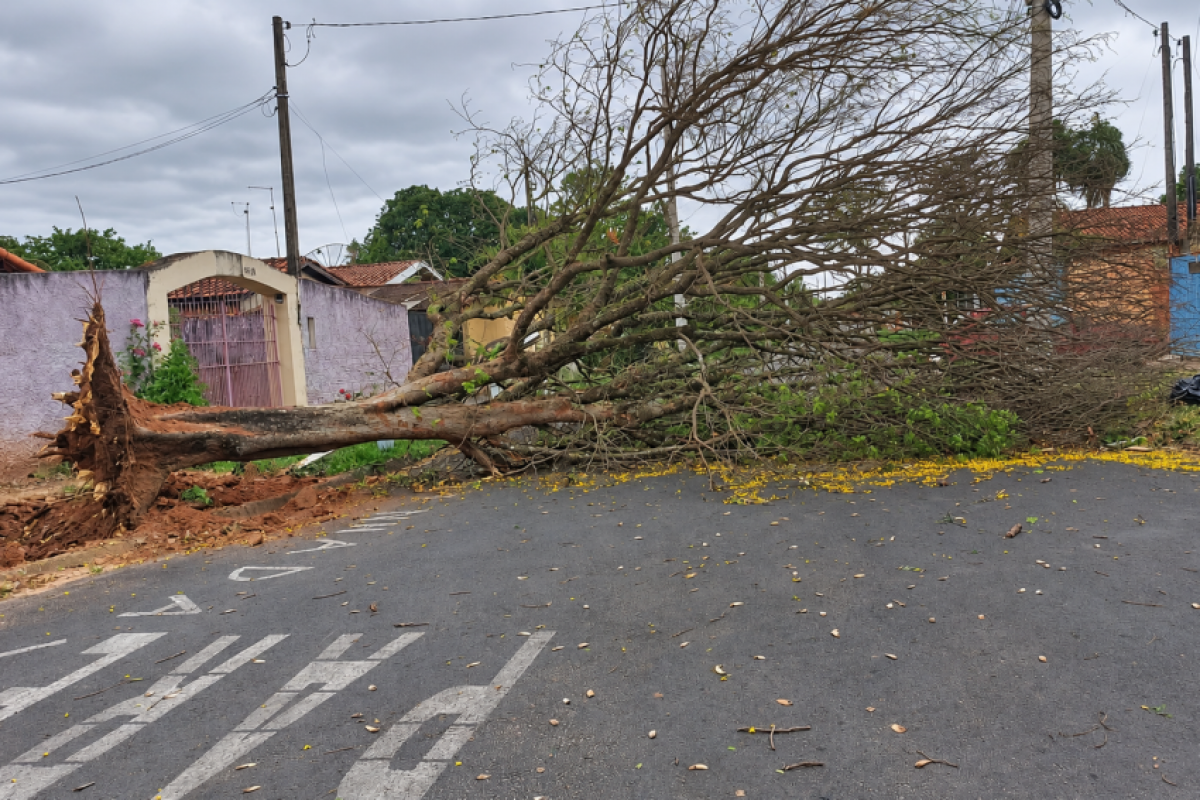Rajadas de vento chegam a 63,2 km/h em Botucatu
