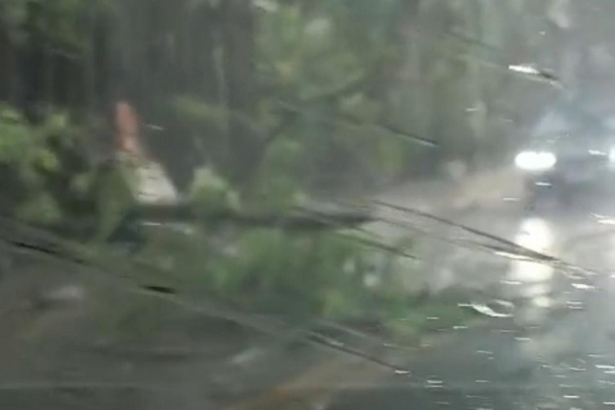 Quedas de árvores foram registradas em Campinas 