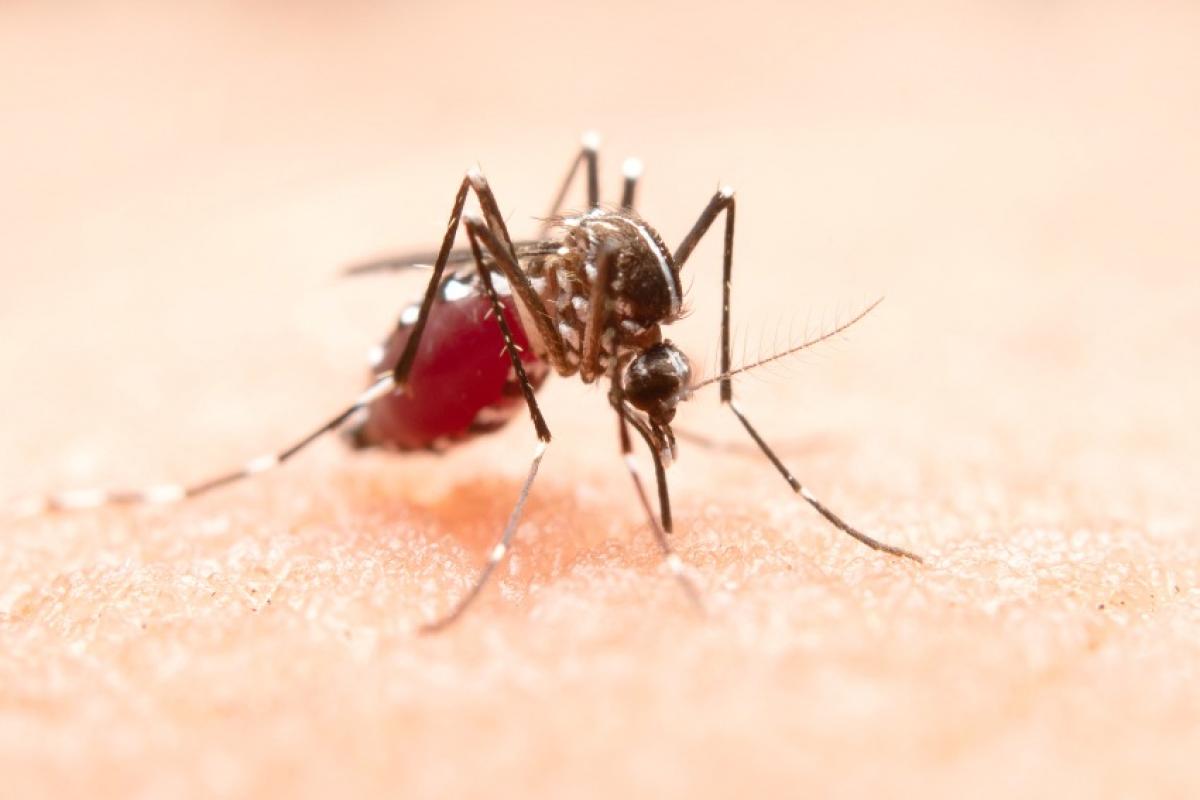 Levantamento do Ministério da Saúde aponta que quase metade dos municípios avaliados está em situação de alerta ou risco para a presença do Aedes aegypti, transmissor da dengue, chikungunya e Zika.