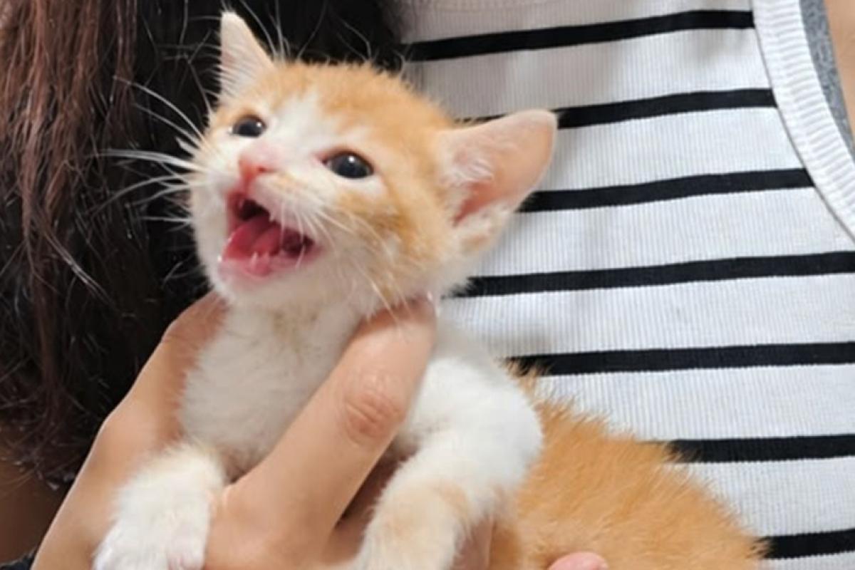  O evento será realizado das 11h às 15h, no hall da entrada G2 Leste, com cães e gatos adultos e filhotes à espera de um novo lar