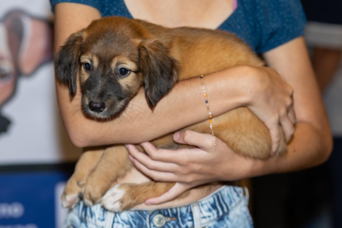 Cerca de 40 animais estarão disponíveis para adoção em Piracicaba, com orientação aos visitantes sobre os cuidados necessários.