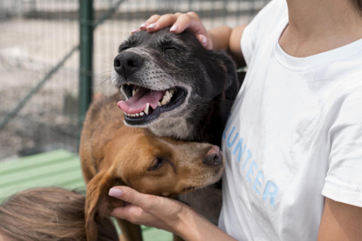 Os animais disponíveis para adoção já receberam a primeira dose da vacina e foram vermifugados
