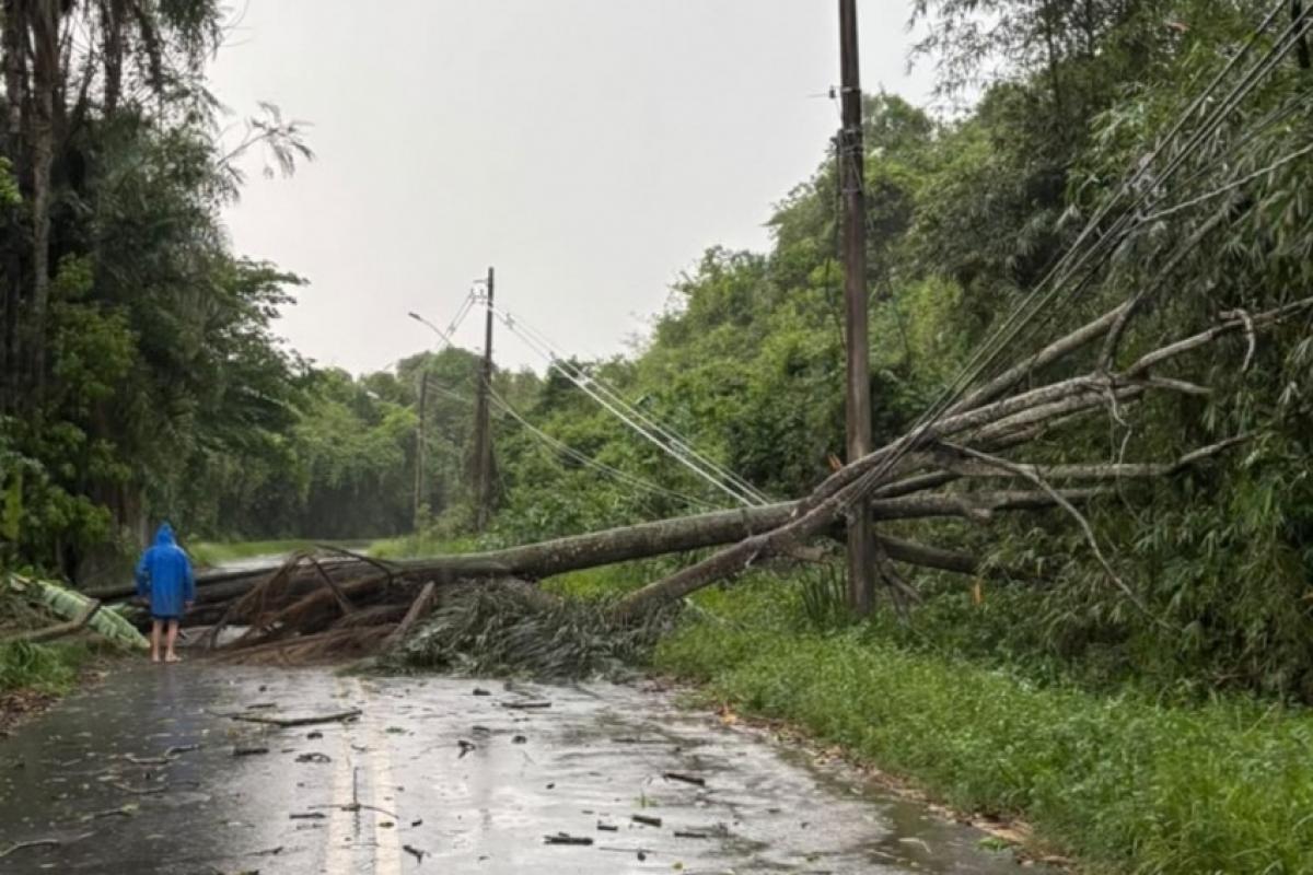 Chuva de domingo provocou quedas de árvores, alagamentos e bloqueios em Campinas; volume chegou a 59,2 mm.