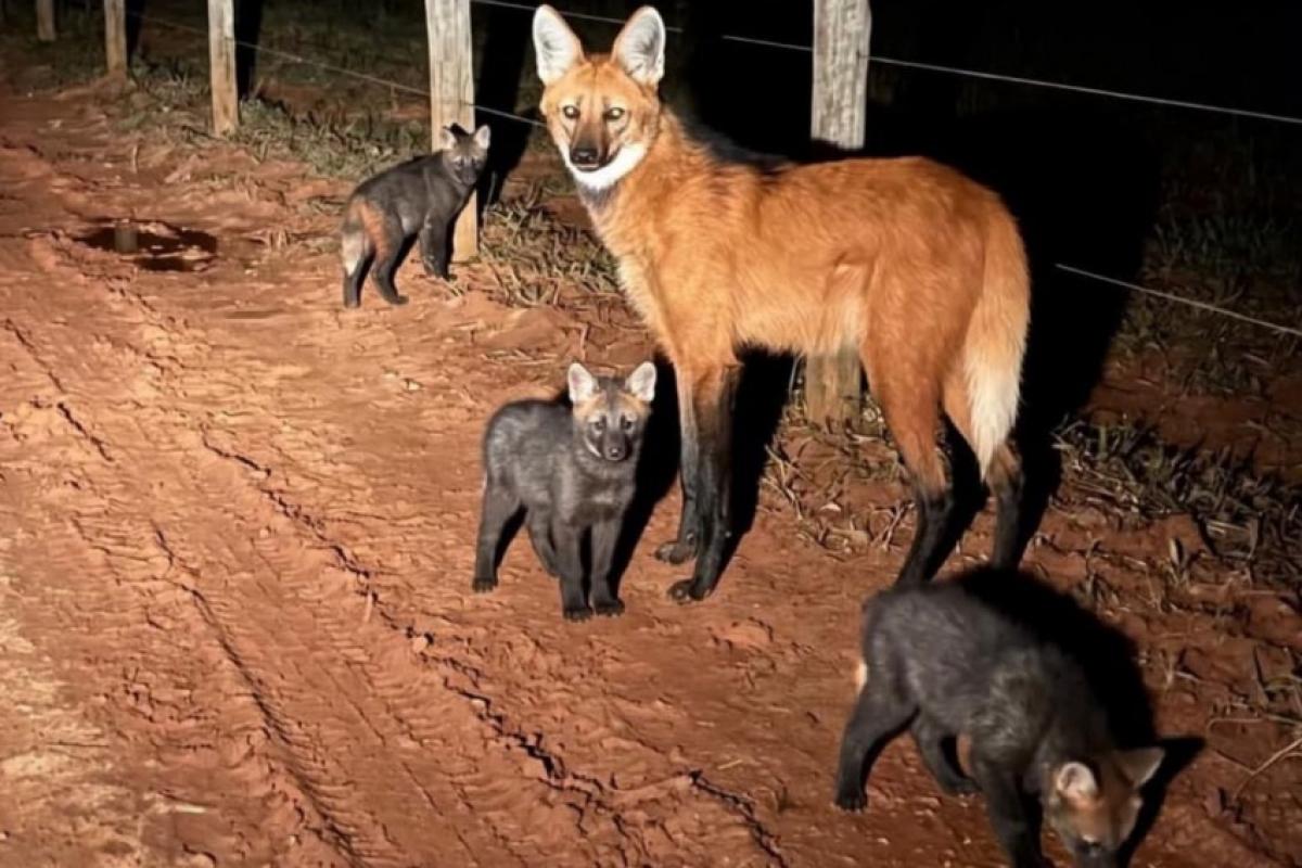 Lobo-guará adulto com três filhotes registrado no Núcleo da Fazenda Barreiro Rico.