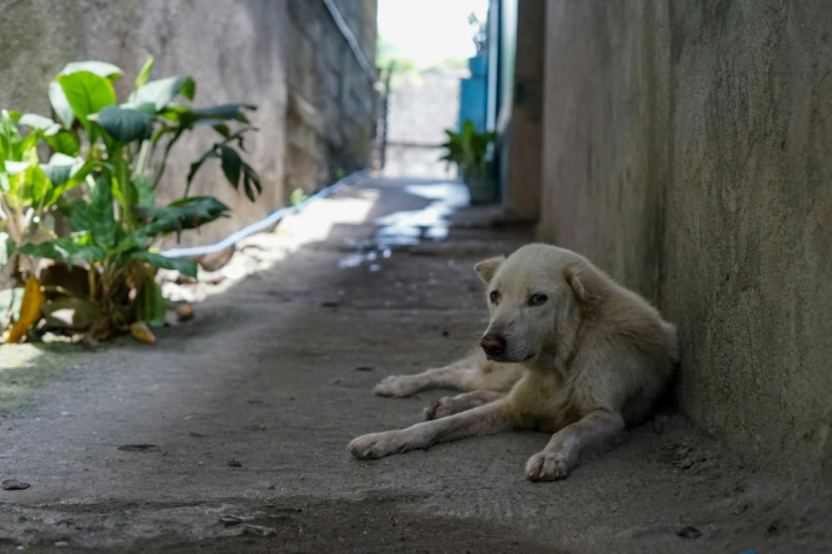 As investigações apontaram que o cachorro foi submetido a sufocamento, agressões e outros maus-tratos que provocaram a morte. 