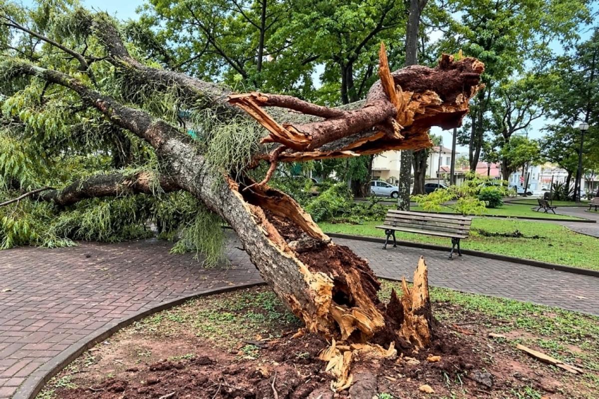 Árvore caída em praça de Botucatu após o temporal.