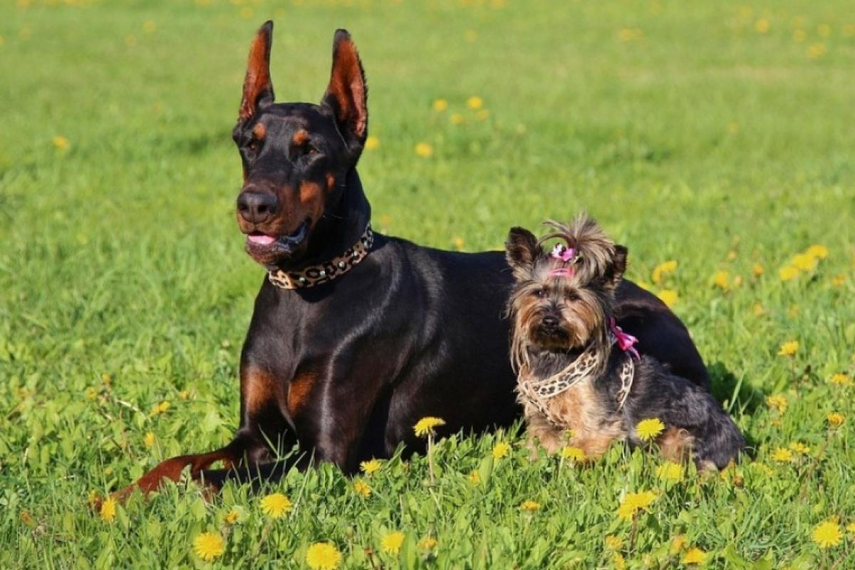 Os cachorros de grande porte têm expectativa de vida mais curta que a de seus companheiros de espécie menores